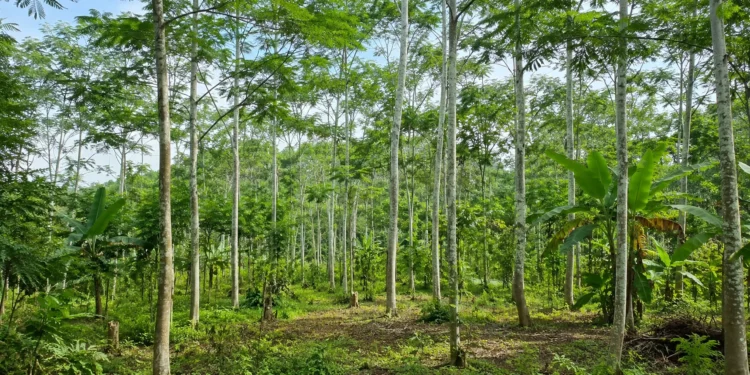 pohon sengon cara menanam pohon sengon