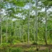 pohon sengon cara menanam pohon sengon